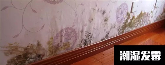 〖家裝資訊臺(tái)〗潮濕天氣，房子剪開壁紙全是蘑菇